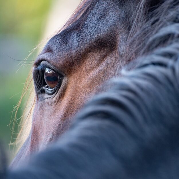 suski_fagerstrom_luento